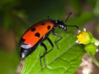 Mylabris quadripunctata