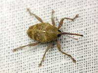 Curculio