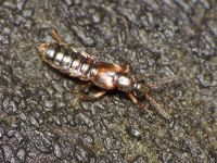 Bolitochara obliqua