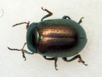 Chrysolina hyperici