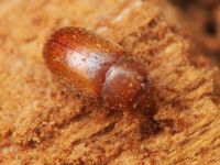 Pentaphyllus testaceus