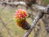 Larix decidua