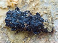 Platyrhinus resinosus