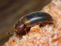 Triphyllus bicolor