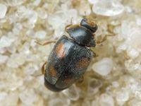 Scymnus frontalis