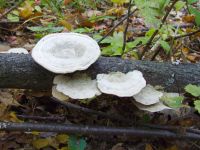 Fungi