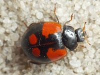 Adalia bipunctata