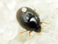 Scaphisoma agaricinum