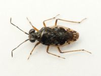 Saldidae