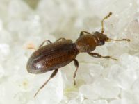 Corticaria bella