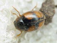 Scymnus frontalis