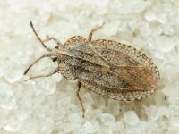 Tingis (Tropidocheila) reticulata