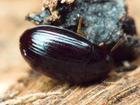 Platydema violaceum