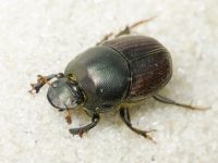 Onthophagus illyricus