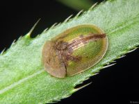 Cassida (Cassida) vibex
