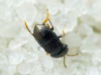 Choreia inepta