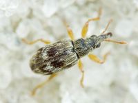 Taeniapion urticarium