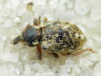 Limobius borealis