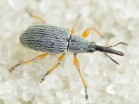 Rhopalapion longirostre