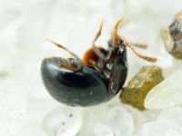 Agathidium