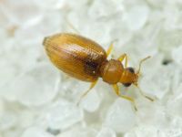 Melanophthalma
