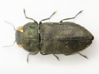 Buprestidae