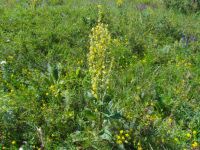 Verbascum