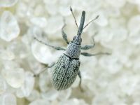 Squamapion elongatum