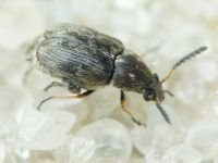 Bruchidius pusillus