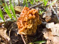 Gyromitra gigas