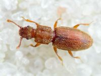 Monotoma quadrifoveolata