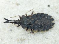 Aradus brevicollis