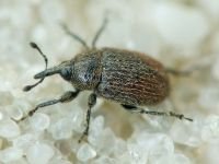 Rhinusa tetra