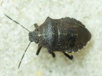 Rhacognathus punctatus