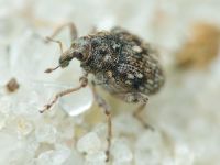 Rhinoncus bruchoides