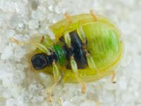 Cassidinae