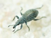 Pseudoperapion brevirostre