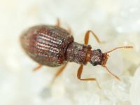 Stephostethus angusticollis