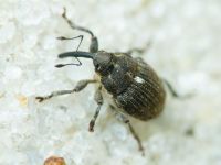 Curculionidae