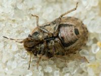 Sciocoris cursitans
