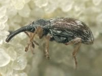 Taeniapion urticarium