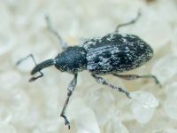 Smicronyx jungermanniae