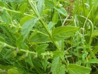 Scutellaria galericulata