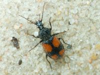 Carabidae