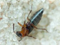 Rabigus tenuis