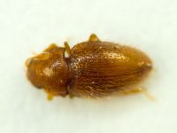 Mycetaea subterranea