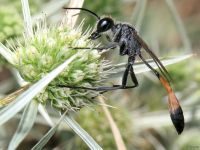 Ammophila sabulosa
