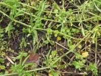 Galium aparine