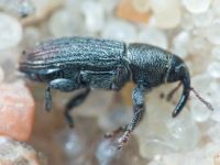 Mecinus pyraster