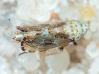 Errastunus ocellaris